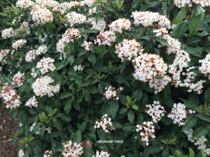 Viburnum tinus - blossom & foliage
